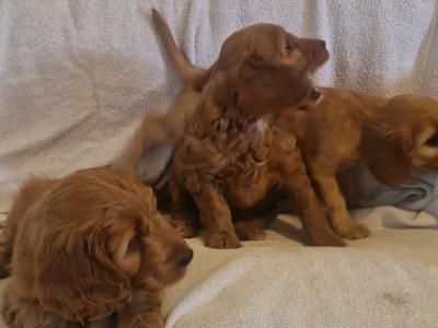 Stunning Cockapoo puppies for sale