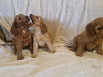 Stunning Cockapoo puppies for sale