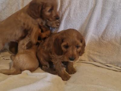 Stunning Cockapoo puppies for sale