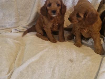 Stunning Cockapoo puppies for sale