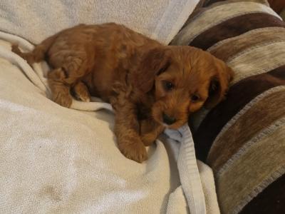 Stunning Cockapoo puppies for sale