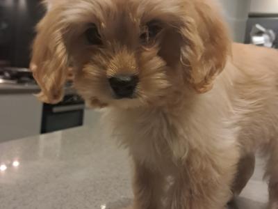 'Teddy Bear' Maltipoo x Cavalier King Charles puppies inGalway