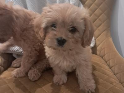 'Teddy Bear' Maltipoo x Cavalier King Charles puppies inGalway