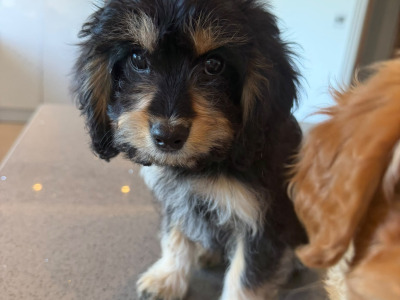'Teddy Bear' Maltipoo x Cavalier King Charles puppies inGalway