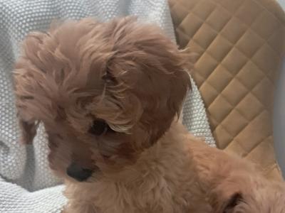 'Teddy Bear' Maltipoo x Cavalier King Charles puppies inGalway