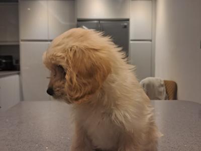 'Teddy Bear' Maltipoo x Cavalier King Charles puppies inGalway