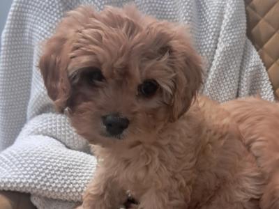 'Teddy Bear' Maltipoo x Cavalier King Charles puppies inGalway
