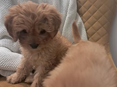 'Teddy Bear' Maltipoo x Cavalier King Charles puppies inGalway