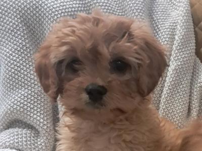 'Teddy Bear' Maltipoo x Cavalier King Charles puppies inGalway