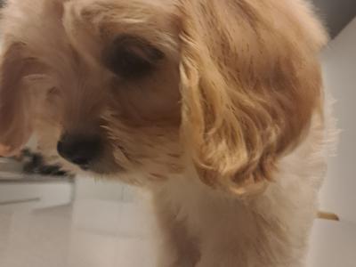'Teddy Bear' Maltipoo x Cavalier King Charles puppies inGalway