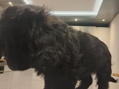 'Teddy Bear' Maltipoo x Cavalier King Charles puppies inGalway