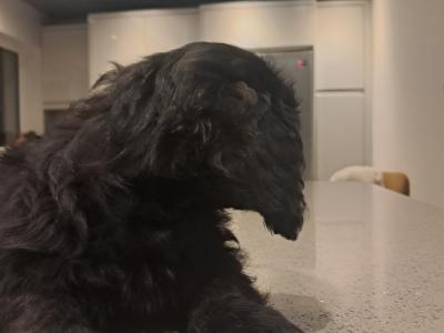 'Teddy Bear' Maltipoo x Cavalier King Charles puppies inGalway
