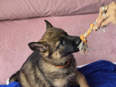 🔥 Rare DDR German Shepherd puppies in Louth|Strong Pedigree Bloodlines|Vaccinated & Microchipped 🔥