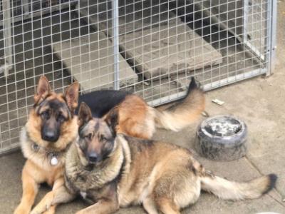 🔥 Rare DDR German Shepherd puppies in Louth|Strong Pedigree Bloodlines|Vaccinated & Microchipped 🔥