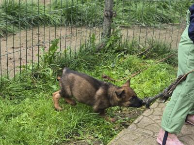 🔥 Rare DDR German Shepherd puppies in Louth|Strong Pedigree Bloodlines|Vaccinated & Microchipped 🔥