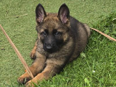 🔥 Rare DDR German Shepherd puppies in Louth|Strong Pedigree Bloodlines|Vaccinated & Microchipped 🔥