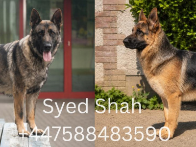 🔥 Rare DDR German Shepherd puppies in Louth|Strong Pedigree Bloodlines|Vaccinated & Microchipped 🔥