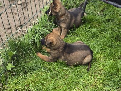 🔥 Rare DDR German Shepherd puppies in Louth|Strong Pedigree Bloodlines|Vaccinated & Microchipped 🔥
