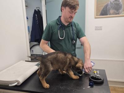 🔥 Rare DDR German Shepherd puppies in Louth|Strong Pedigree Bloodlines|Vaccinated & Microchipped 🔥