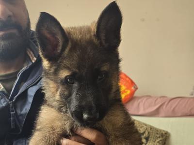 🔥 Rare DDR German Shepherd puppies in Louth|Strong Pedigree Bloodlines|Vaccinated & Microchipped 🔥