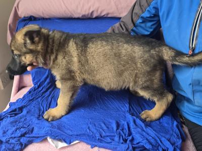 🔥 Rare DDR German Shepherd puppies in Louth|Strong Pedigree Bloodlines|Vaccinated & Microchipped 🔥