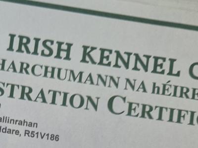 IKC Registered Traditional Straight Back German Shepherd puppies in Kildare
