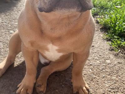🐾 Bluey – Gorgeous Male Merle French Bulldog Available for Stud 🐾