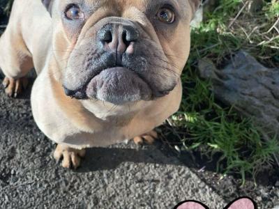 🐾 Bluey – Gorgeous Male Merle French Bulldog Available for Stud 🐾