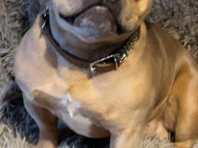 🐾 Bluey – Gorgeous Male Merle French Bulldog Available for Stud 🐾