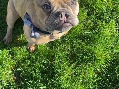 🐾 Bluey – Gorgeous Male Merle French Bulldog Available for Stud 🐾