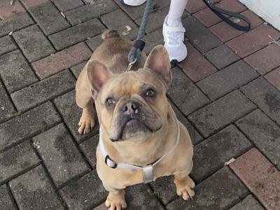 🐾 Bluey – Gorgeous Male Merle French Bulldog Available for Stud 🐾