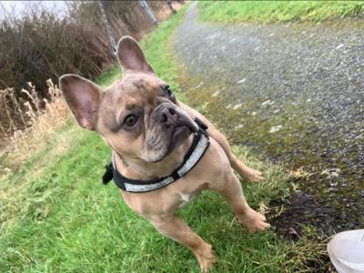 🐾 Bluey – Gorgeous Male Merle French Bulldog Available for Stud 🐾