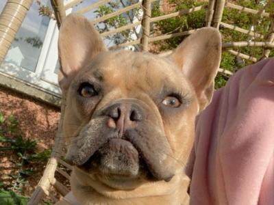 🐾 Bluey – Gorgeous Male Merle French Bulldog Available for Stud 🐾