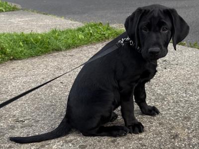 Beautiful male Labrador puppy in Dublin
