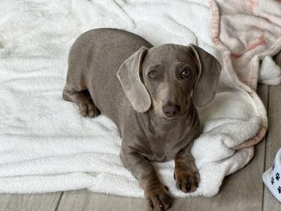 Female Isabella & Tan Miniature Dachshund puppy 4 months old in Limerick