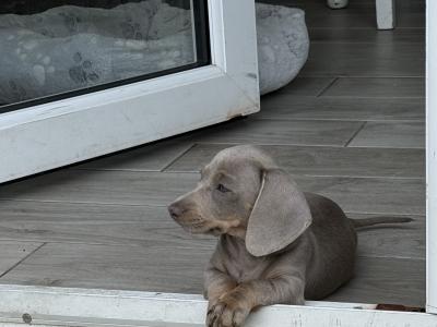 Female Isabella & Tan Miniature Dachshund puppy 4 months old in Limerick