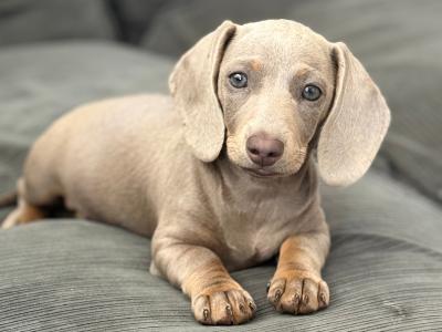 Female Isabella & Tan Miniature Dachshund puppy 4 months old in Limerick