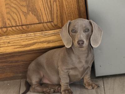 Female Isabella & Tan Miniature Dachshund puppy 4 months old in Limerick