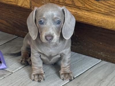 Female Isabella & Tan Miniature Dachshund puppy 4 months old in Limerick