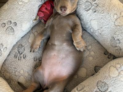 Female Isabella & Tan Miniature Dachshund puppy 4 months old in Limerick