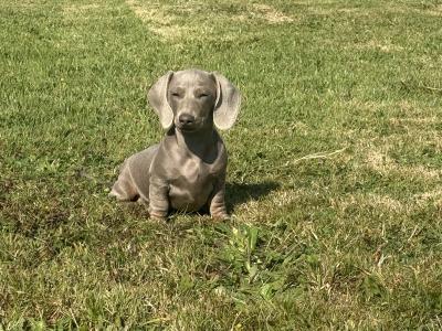 Female Isabella & Tan Miniature Dachshund puppy 4 months old in Limerick
