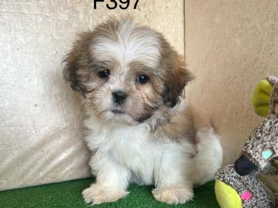 Teddy Bear puppies (Shih Tzu x Bichon Frise) in Cavan 🐶