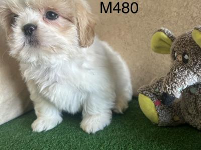 Teddy Bear puppies (Shih Tzu x Bichon Frise) in Cavan 🐶
