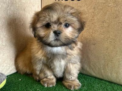 Teddy Bear puppies (Shih Tzu x Bichon Frise) in Cavan 🐶