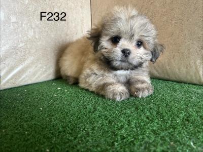 Teddy Bear puppies (Shih Tzu x Bichon Frise) in Cavan 🐶