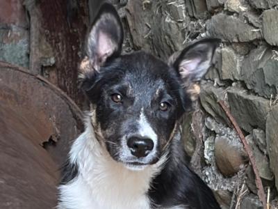 Lovely female Border Collie puppy in Laois