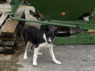 Lovely female Border Collie puppy in Laois