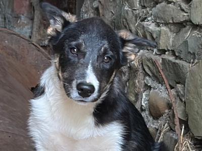 Lovely female Border Collie puppy in Laois
