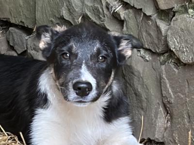 Lovely female Border Collie puppy in Laois