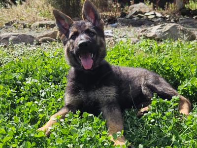 Last two girls, IKC Registered German Shepherd puppies in Wexford